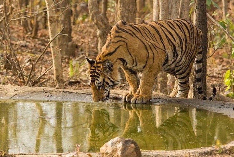 Nawegaon Wildlife Sanctuary, Gondia, Maharashtra - Vushii.com Nawegaon Wildlife Sanctuary, Gondia, Maharashtra - Vushii.com